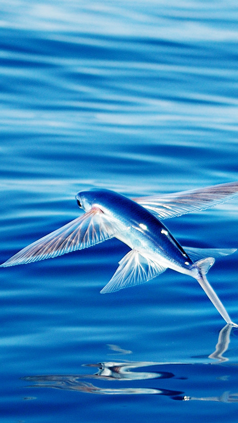 Flying fish at sea screenshot