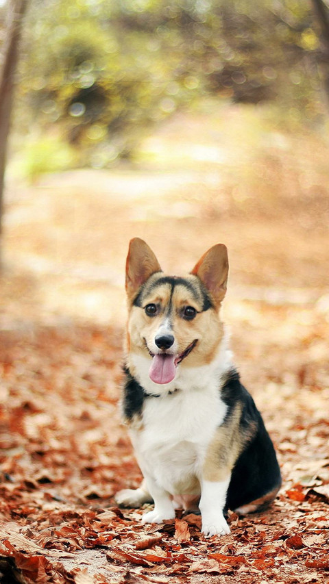 Dog (3) screenshot