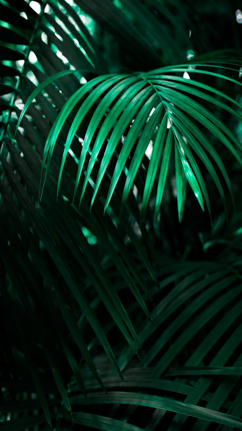 Green tropical plant screenshot