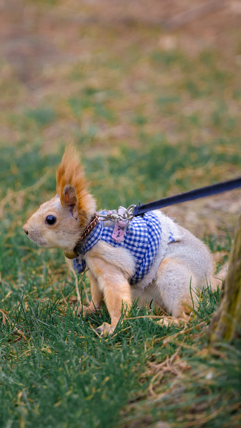 Little rabbit pet screenshot