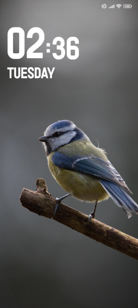 Bird screenshot