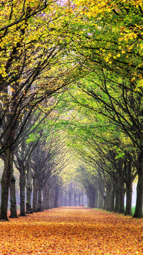 Green forest trails screenshot