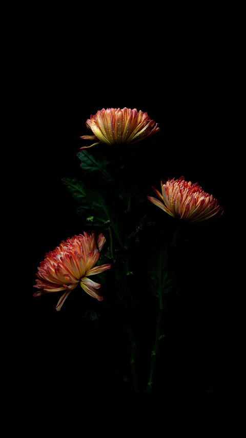 孤芳自赏 screenshot