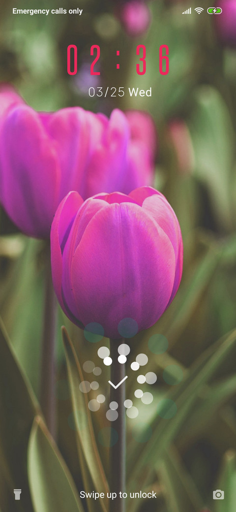 Tulips_3MDP screenshot