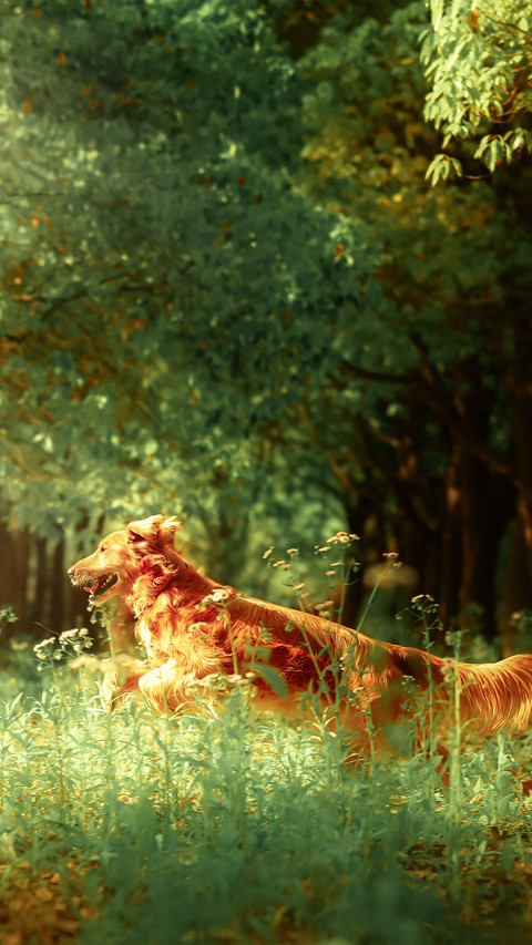 The golden retriever in the forest screenshot