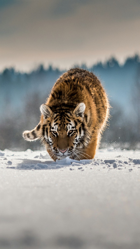 Tiger Play in Snow screenshot