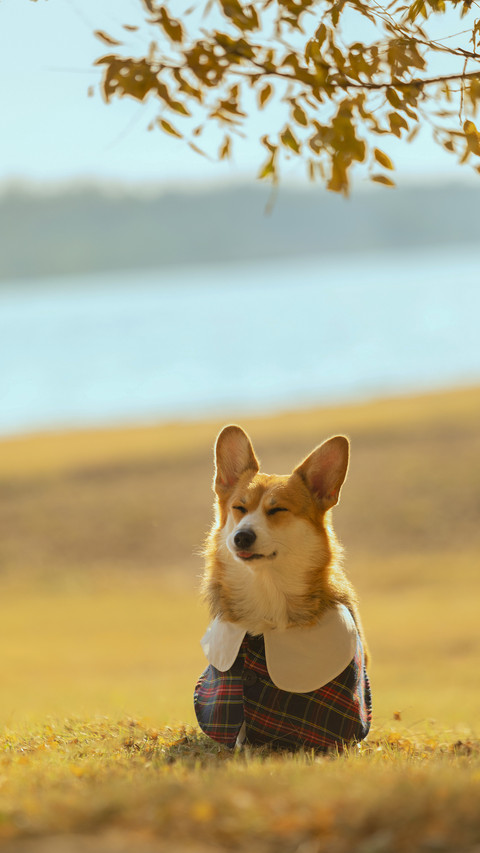Should Dogs Be Dressed 6 screenshot