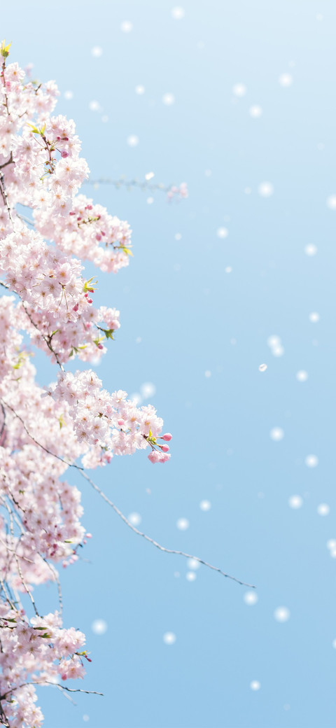 Sakura screenshot