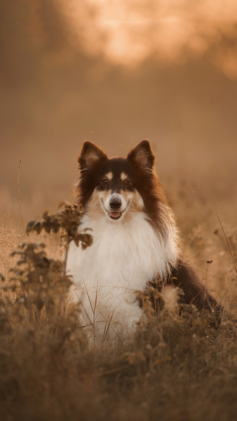 Beatifull long hair tricolour dog collie playing in a field screenshot