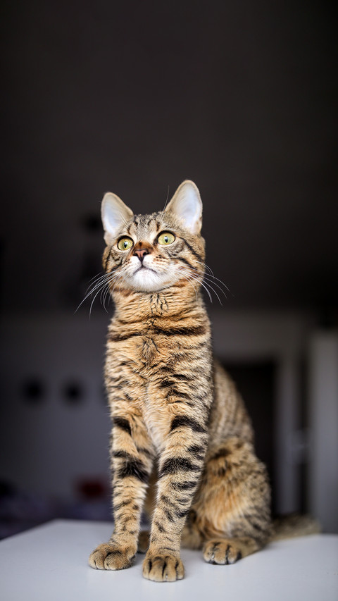 Brown cat, with black stripes and white muzzle screenshot