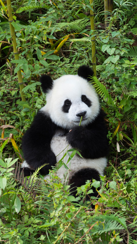 Panda screenshot