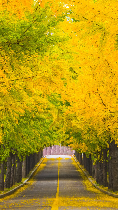 Road with Yellow Fall Foliage,Korea screenshot