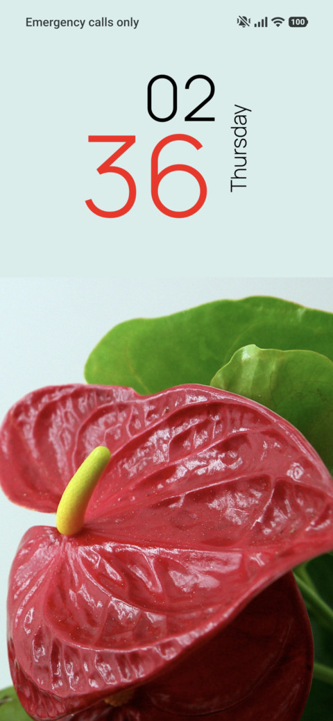 Ruby Anthurium screenshot