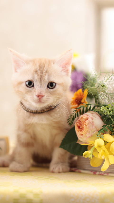 A creamyellow kitten screenshot