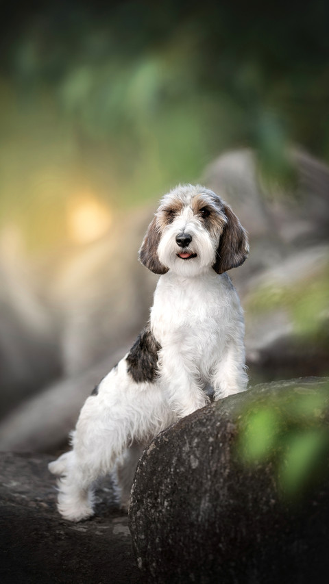 Petit basset griffon vendeen dog posing around big stones screenshot