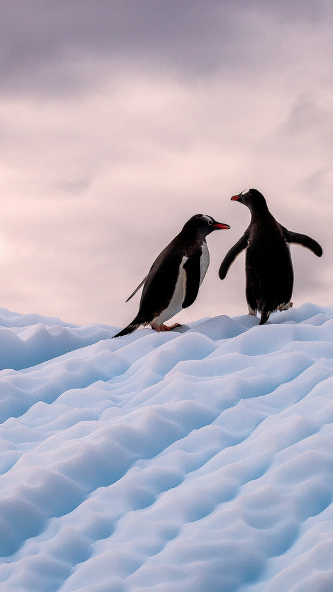 Penguins leap over the waves to patrol the antarctic screenshot