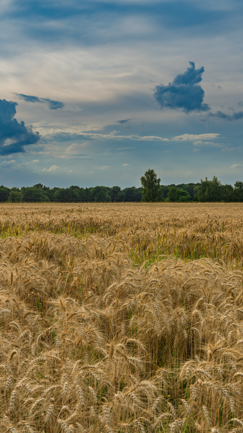 Theatrical Sky Beneath the Golden Wheat Field screenshot