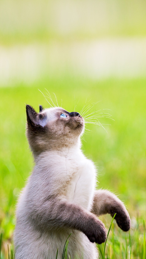 Do cats also need exercise 2 screenshot