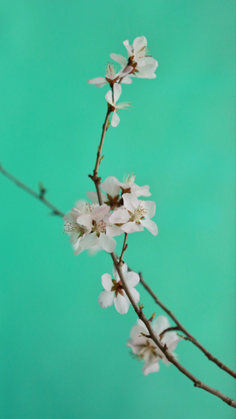 Spring screenshot