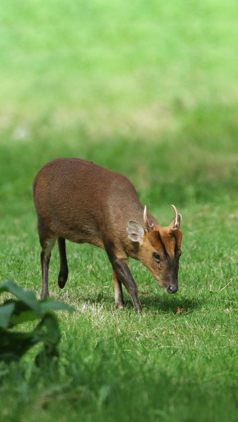 Red muntjacs foraging for food screenshot