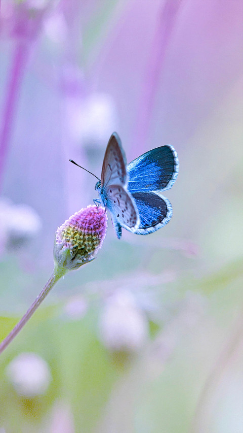 Macro insects and plants screenshot