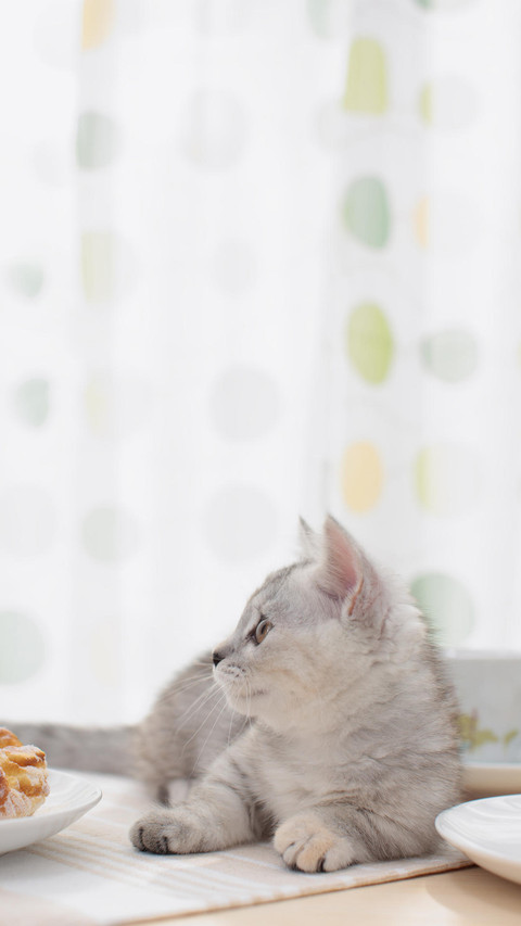 猫咪最爱躲猫猫 screenshot