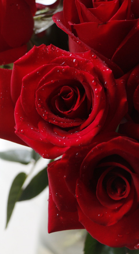Red Roses (10) screenshot