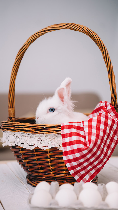Lovely rabbit-02 screenshot