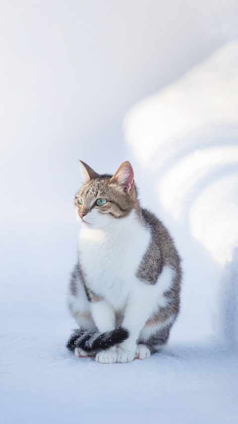 Domestic Cat Walks in Winter in the Yard screenshot