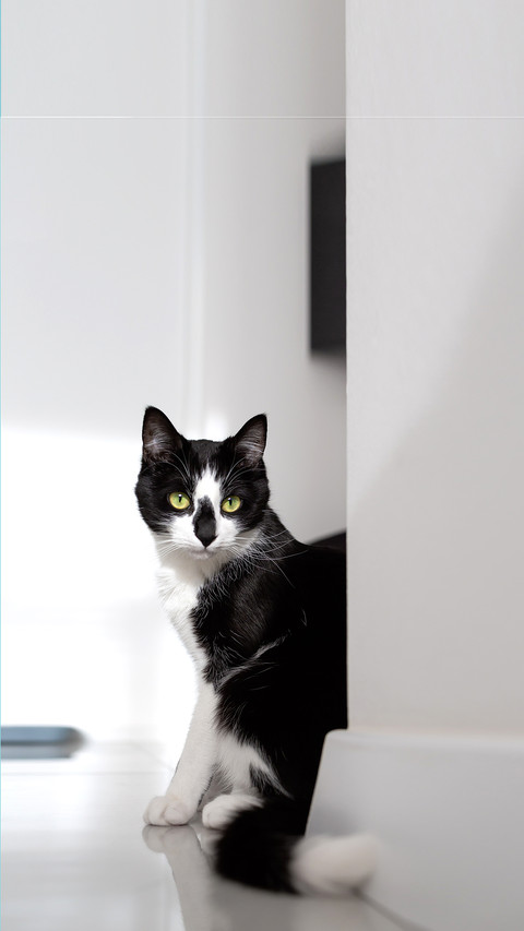 Black and white cat sitting near a white wall screenshot