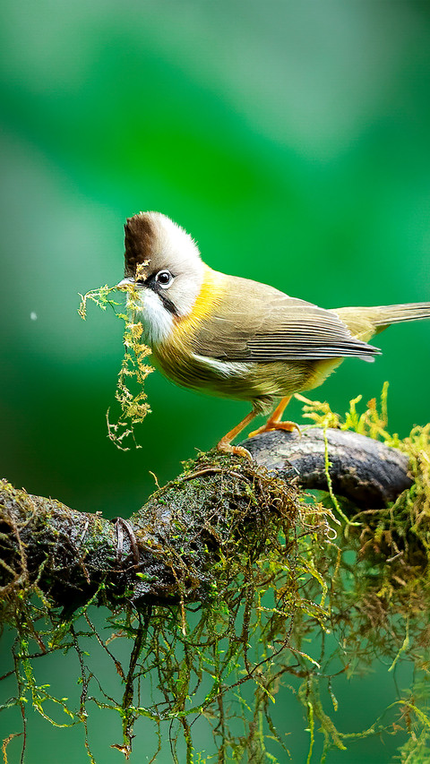 Yellownecked babbler screenshot
