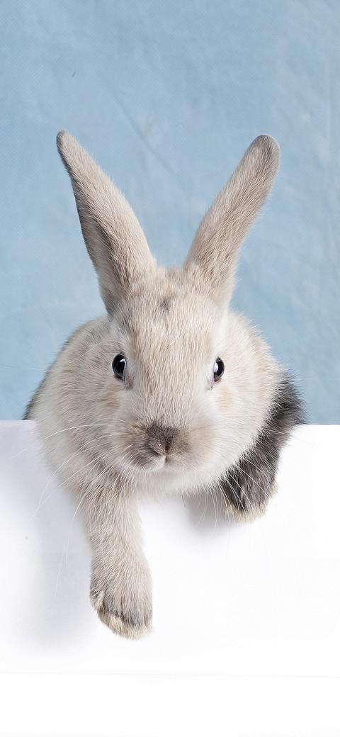 rabbit-PAIXIN  screenshot