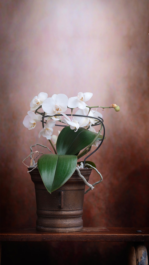 Beautiful white orchid screenshot