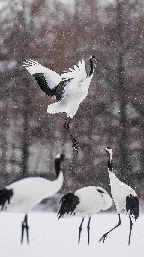 Cranes Dancing in Snow screenshot