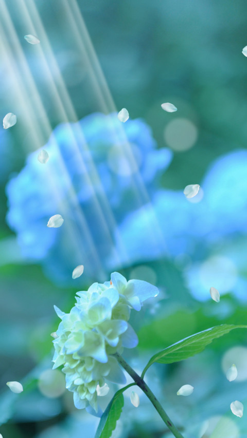 花落 screenshot