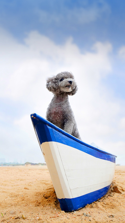How to improve the hair of a teddy dog 9 screenshot