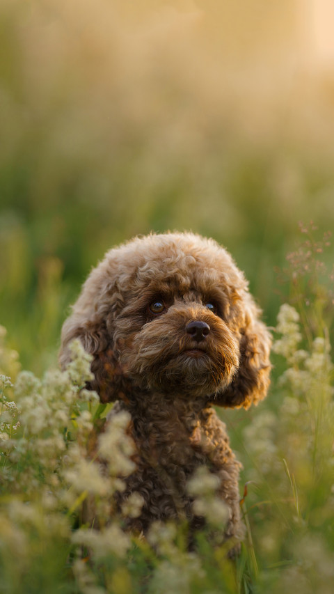 Miniature chocolate poodle on the grass screenshot