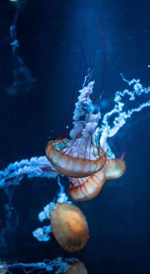 Underwater (9) screenshot