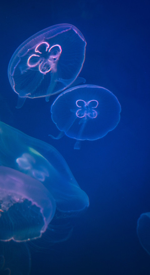 Underwater (6) screenshot