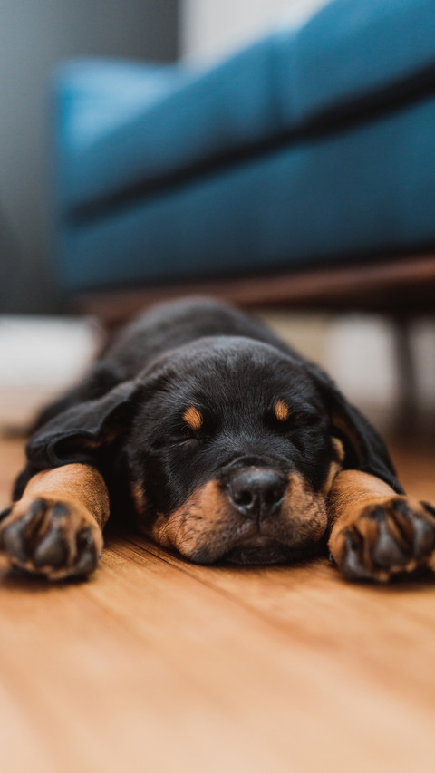 Why do dogs always sleep 73 screenshot