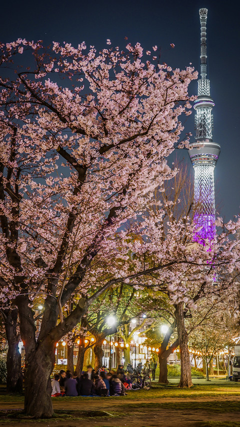 Cherry blossoms in splendor screenshot