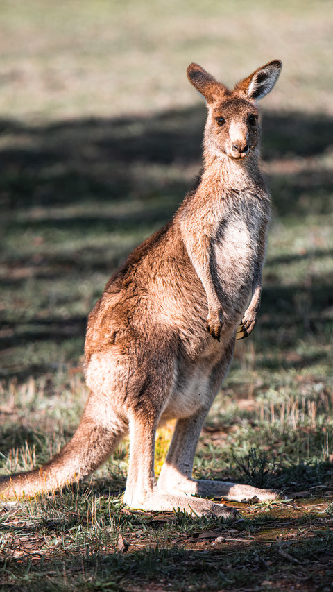 Kangaroo screenshot