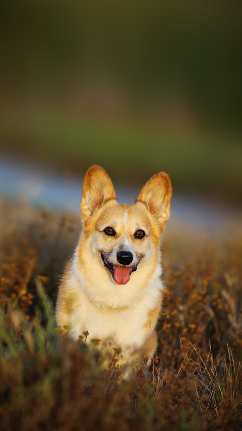 Welsh Pembroke Corgi sitting in natural vegetation screenshot