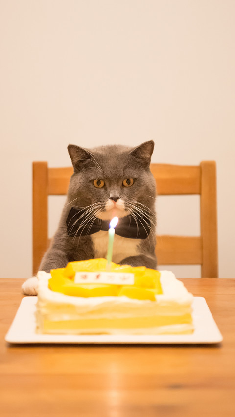 Birthday Cat 54 screenshot