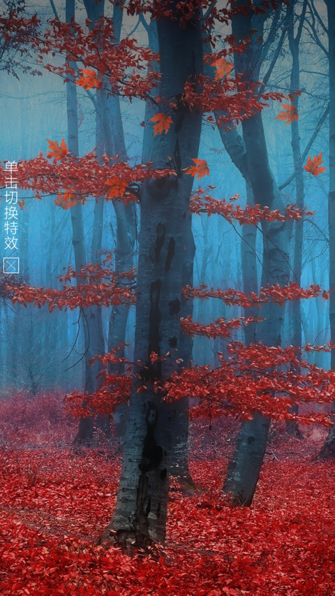 红叶林 screenshot