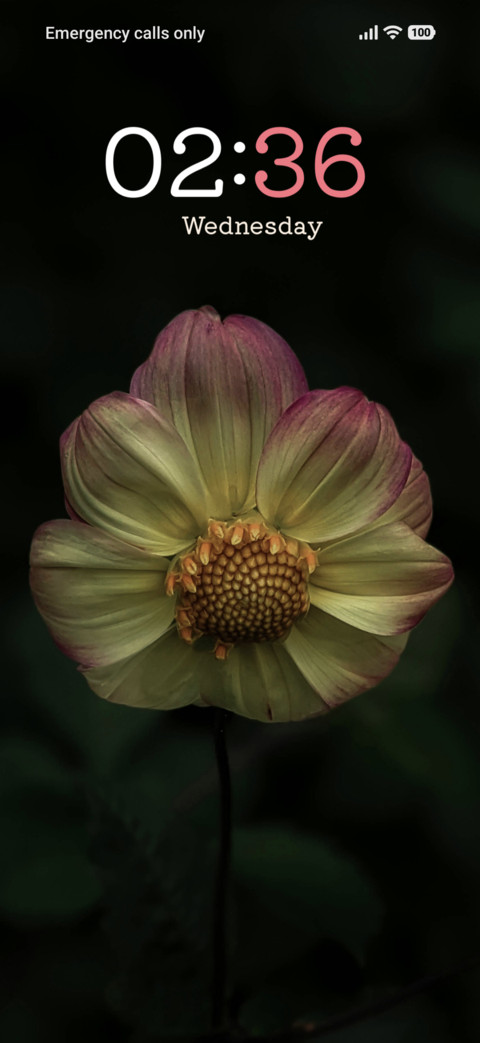 Sunset Petals screenshot