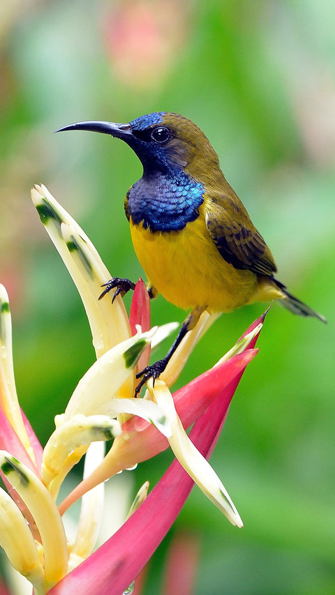 Tips for shooting birds 98 screenshot