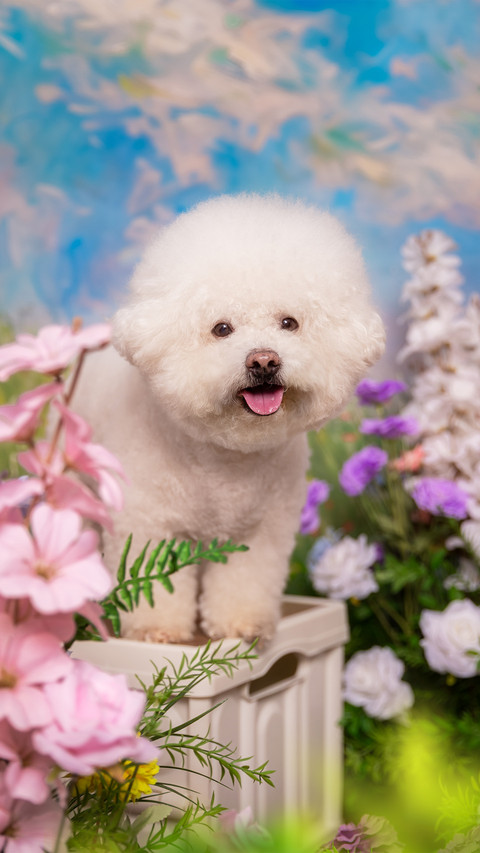 Bichon frises in the sea of flowers screenshot