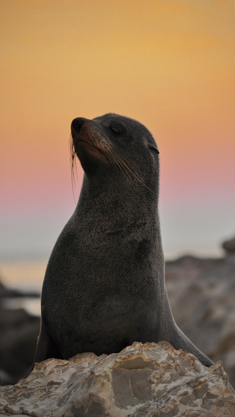 Lovey Seal in Sunset screenshot
