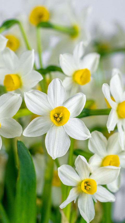 A closeup of the narcissus screenshot